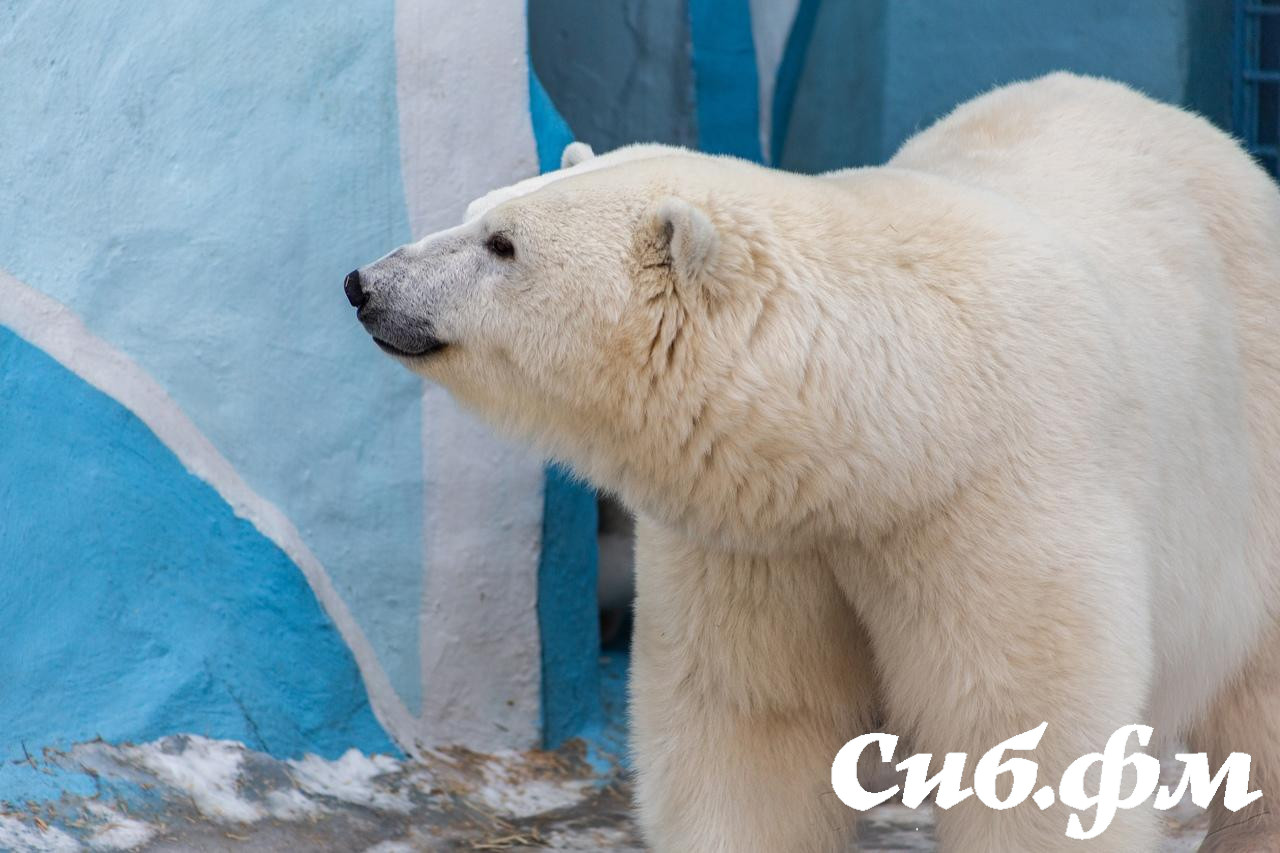 Фото Опубликованы 15 фото белых медвежат Герды из Новосибирского зоопарка 15